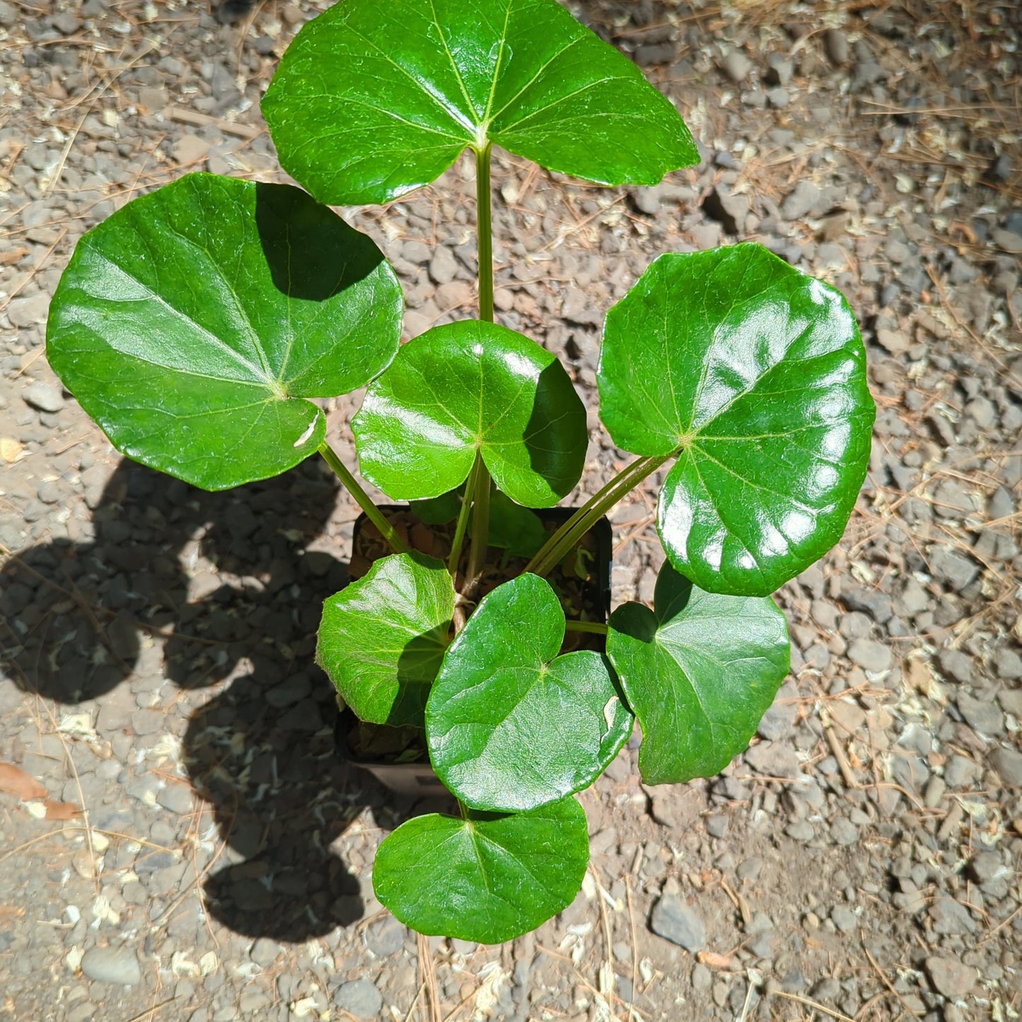 Ligularia tussilaginea ‘Gigantea‘