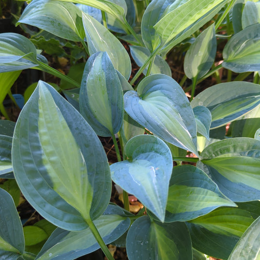 Hosta ‘Kiwi Full Monty’