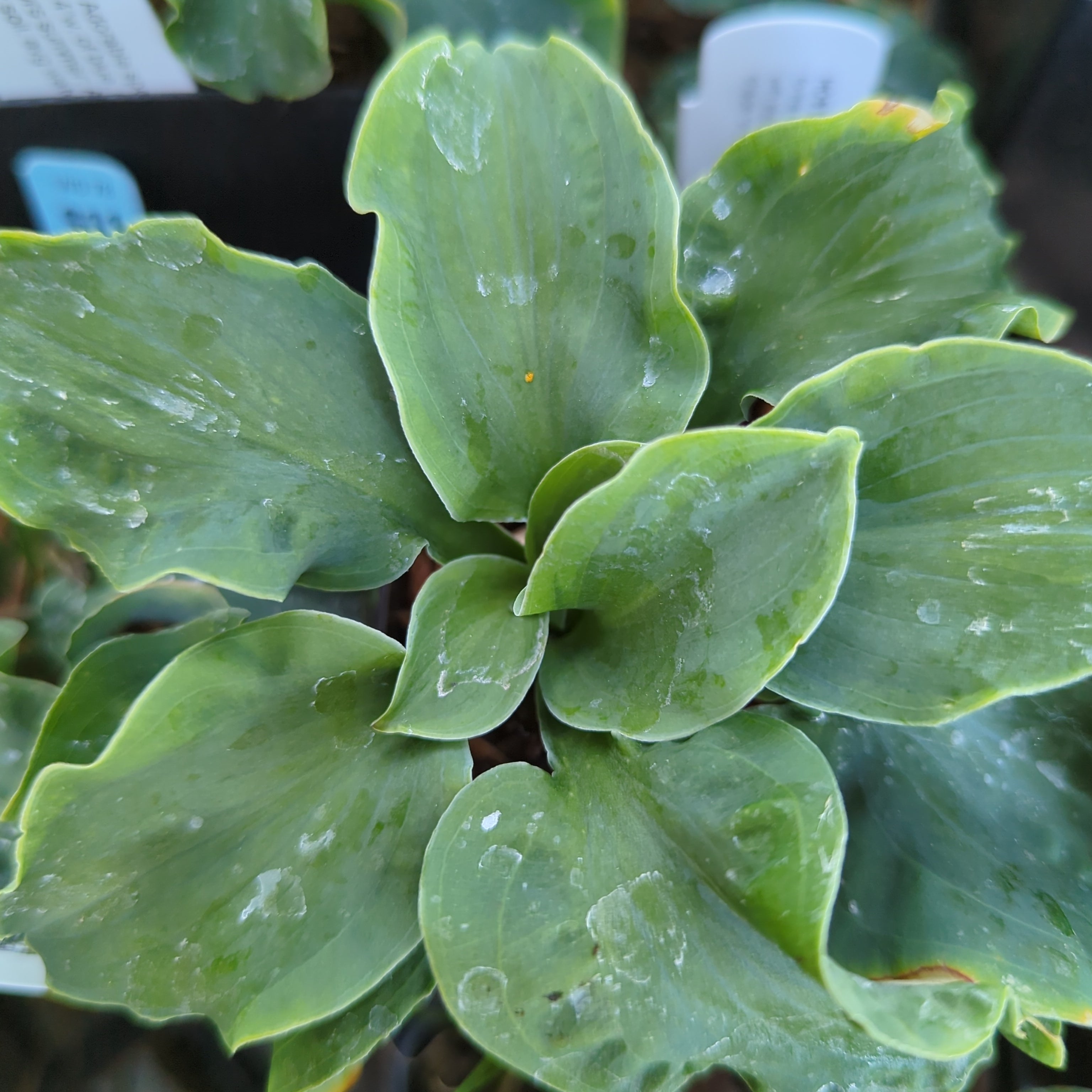 Hosta ‘Church Mouse’ – Secret Garden Growers