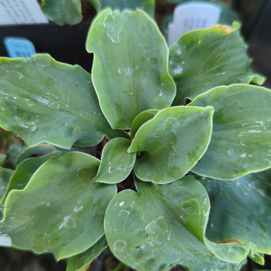 Hosta ‘Church Mouse’