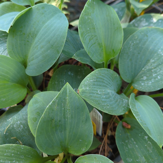 Hosta ‘Secret Garden Blue’