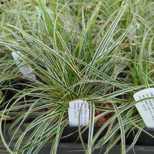 Carex conica ‘Snowline’