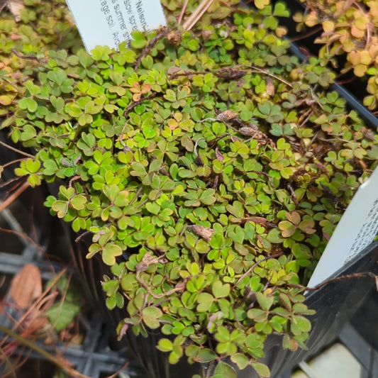 Oxalis magellancia ‘Nelson'