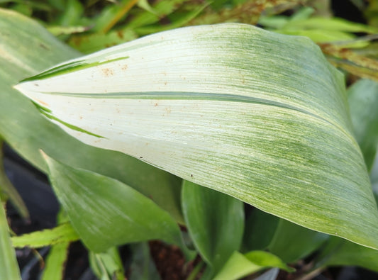Aspidistra elatior ‘Snow Cap’