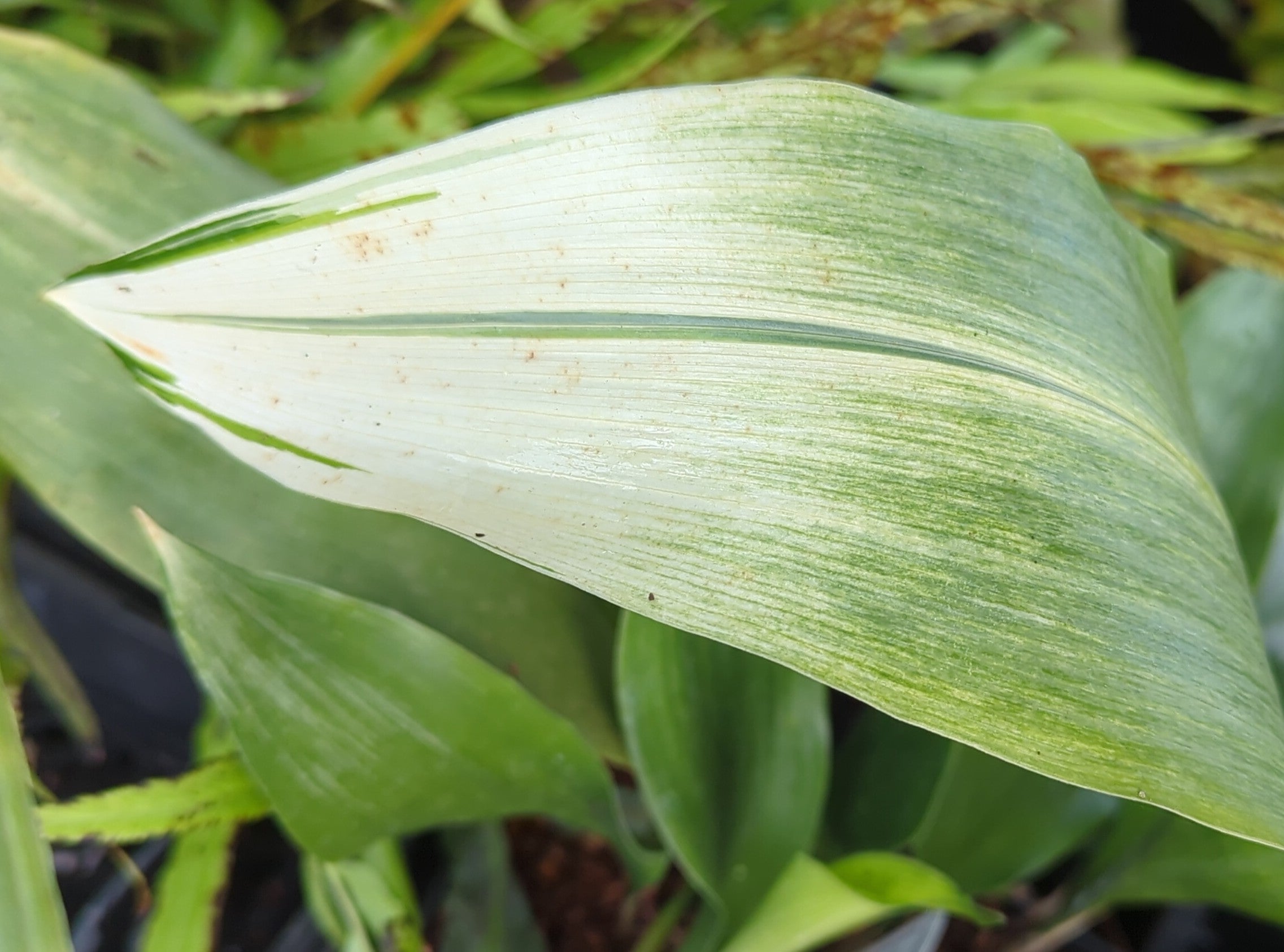 Aspidistra elatior 'Snow Cap' – Secret Garden Growers