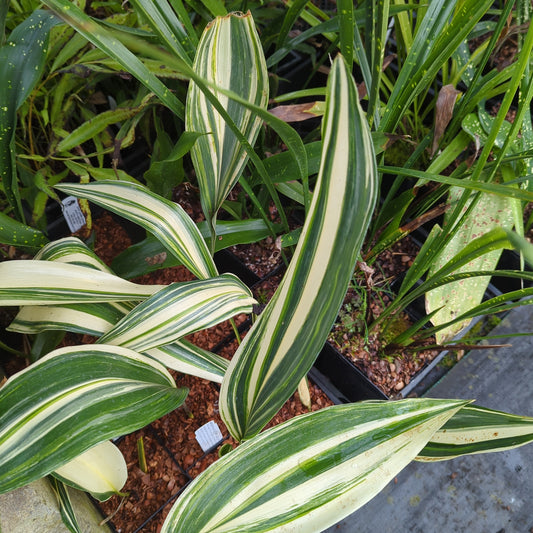 Aspidistra elatior ‘Ippin’