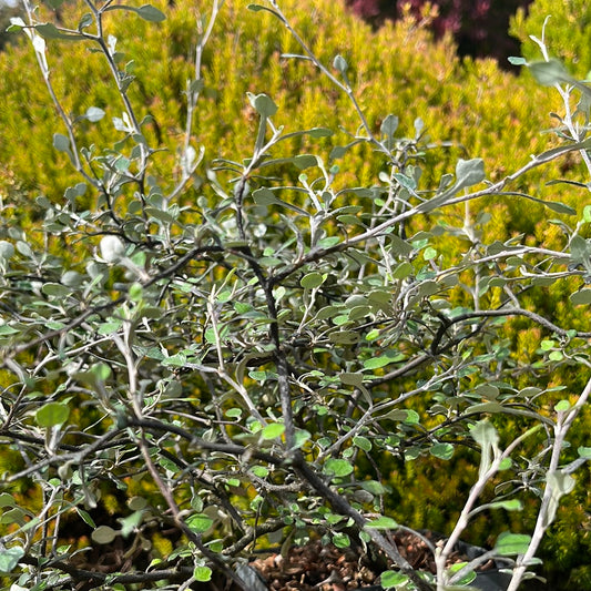 Corokia cotoneaster