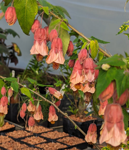 Abutilon megapotamicum ‘Little Shrimp’