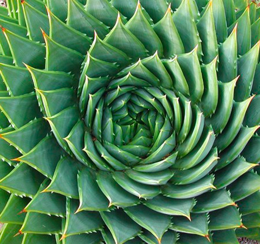 Aloe polyphylla