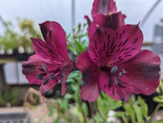 Alstroemeria inticancha ‘Dark Purple’