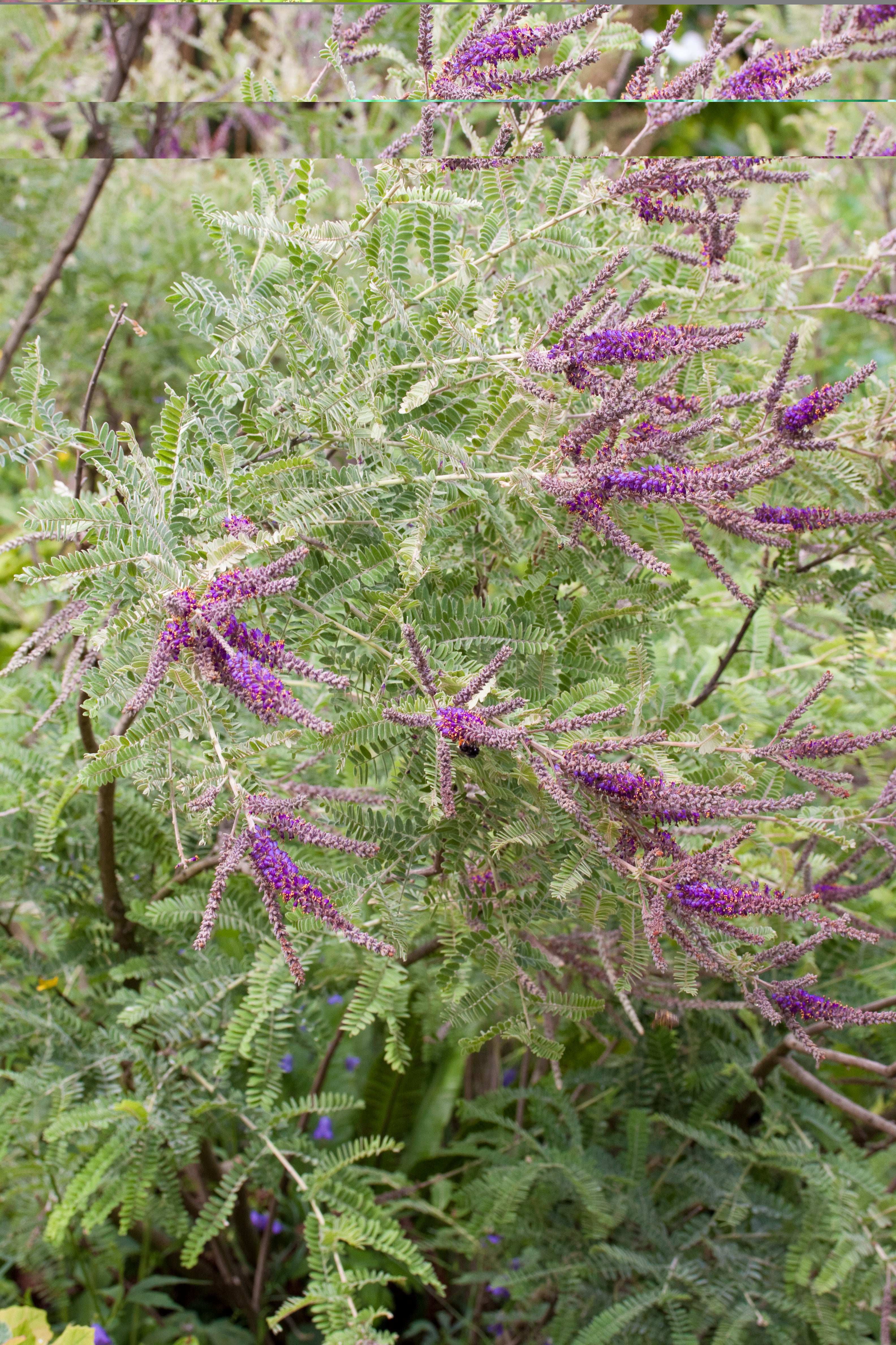 Amorpha ‘Nana’ – Secret Garden Growers