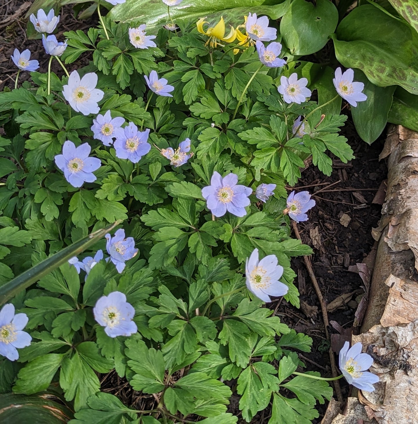 Anemone nemorosa 'Royal Blue'