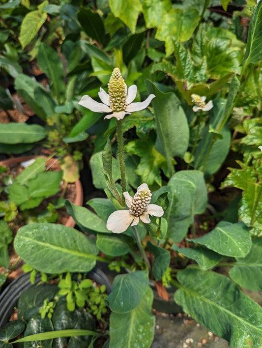 Anemopsis californica