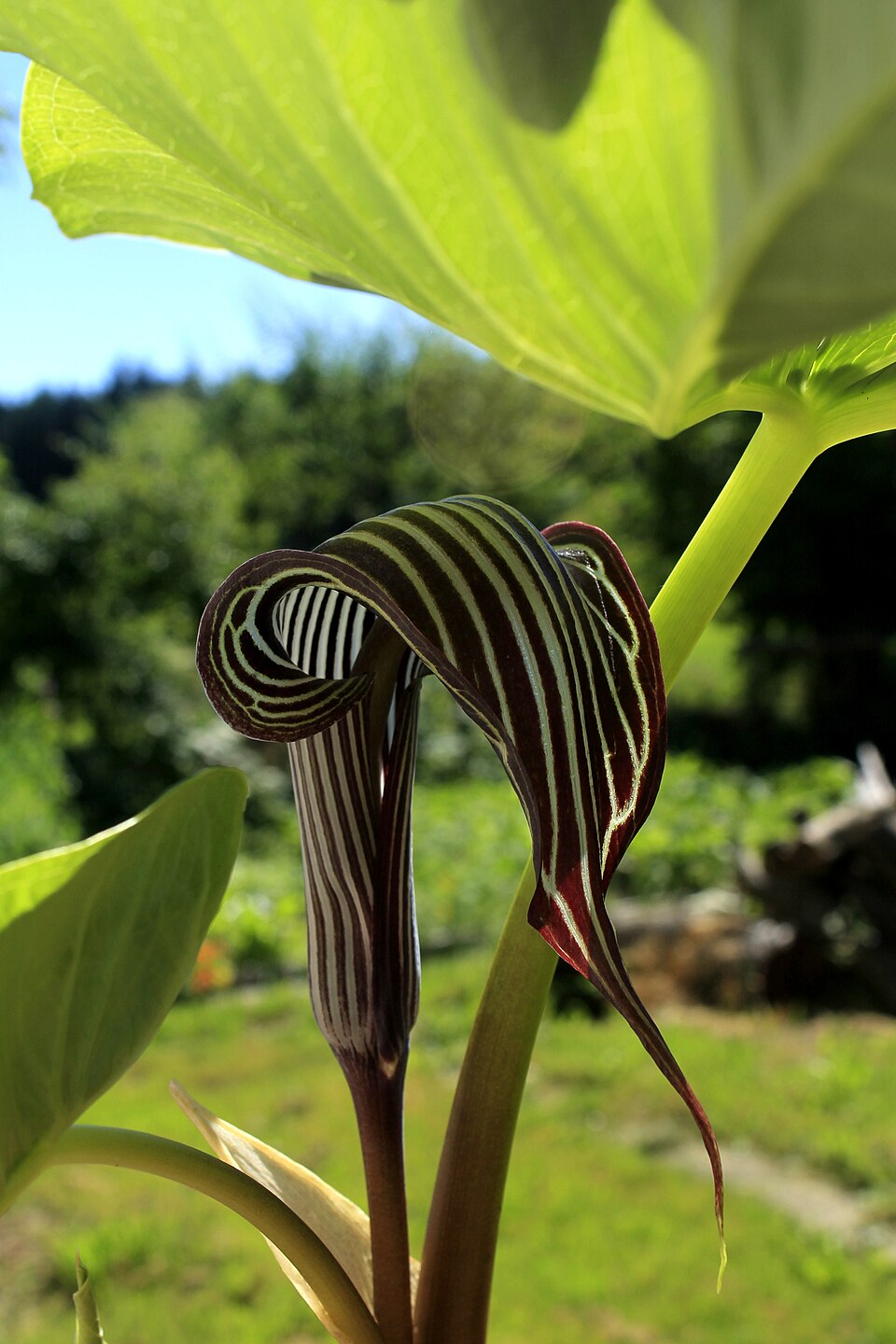 Arisaema fargesii