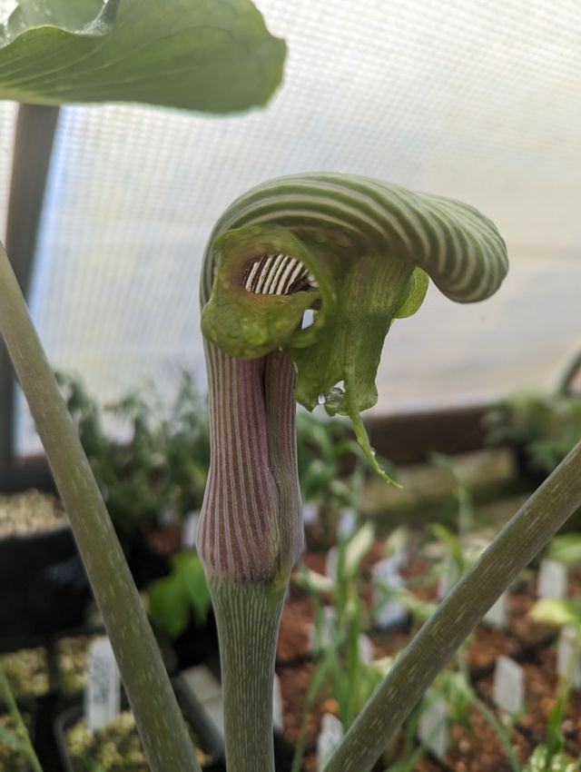 Arisaema ringens