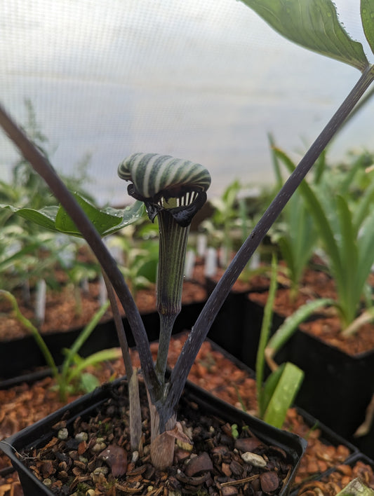 Arisaema ringens ‘Black Mamba‘