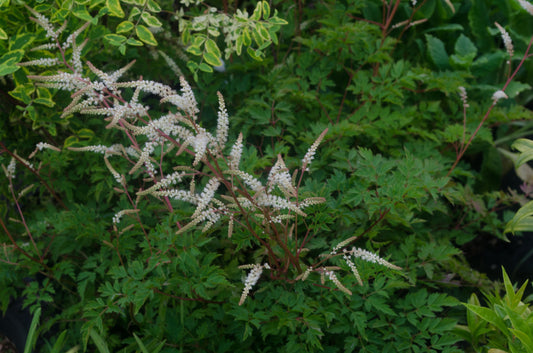 Aruncus ‘Guinea Fowl‘