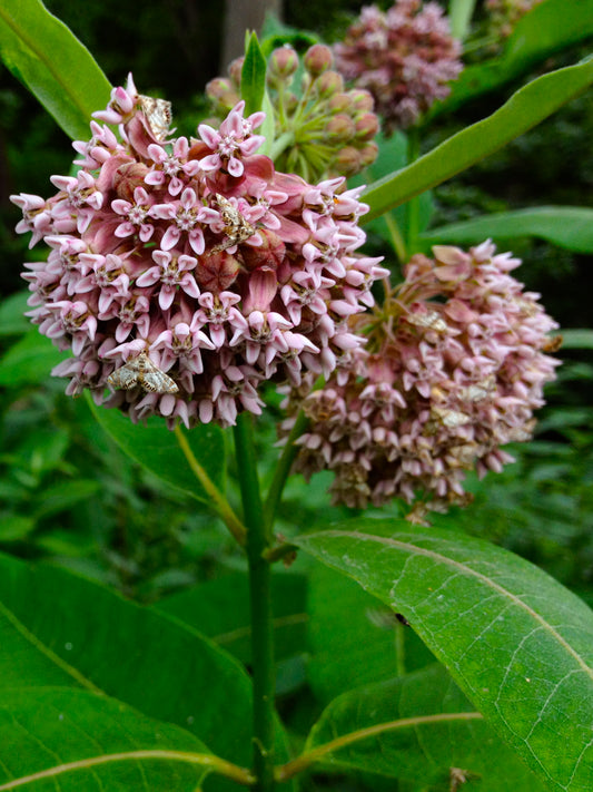 Asclepias syriaca