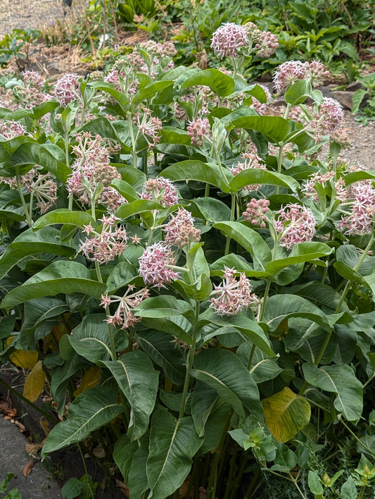 Asclepias speciosa