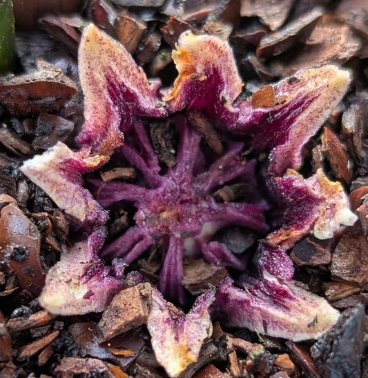 Aspidistra sichuanensis ‘Ichi Moro Ji’