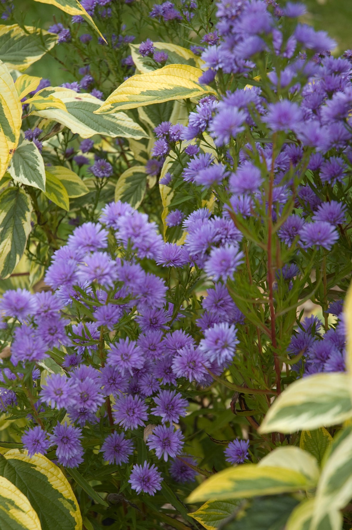 Aster novae-belgii ‘Milka’