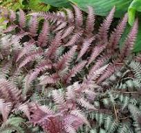 Athyrium niponicum var. pictum ‘Burgundy Lace’ PP15072