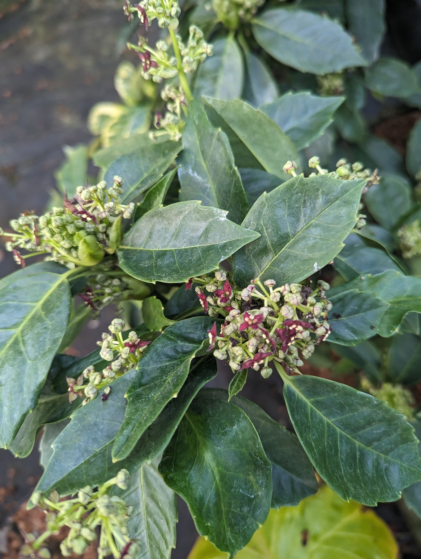 Aucuba japonica ‘Pacman’