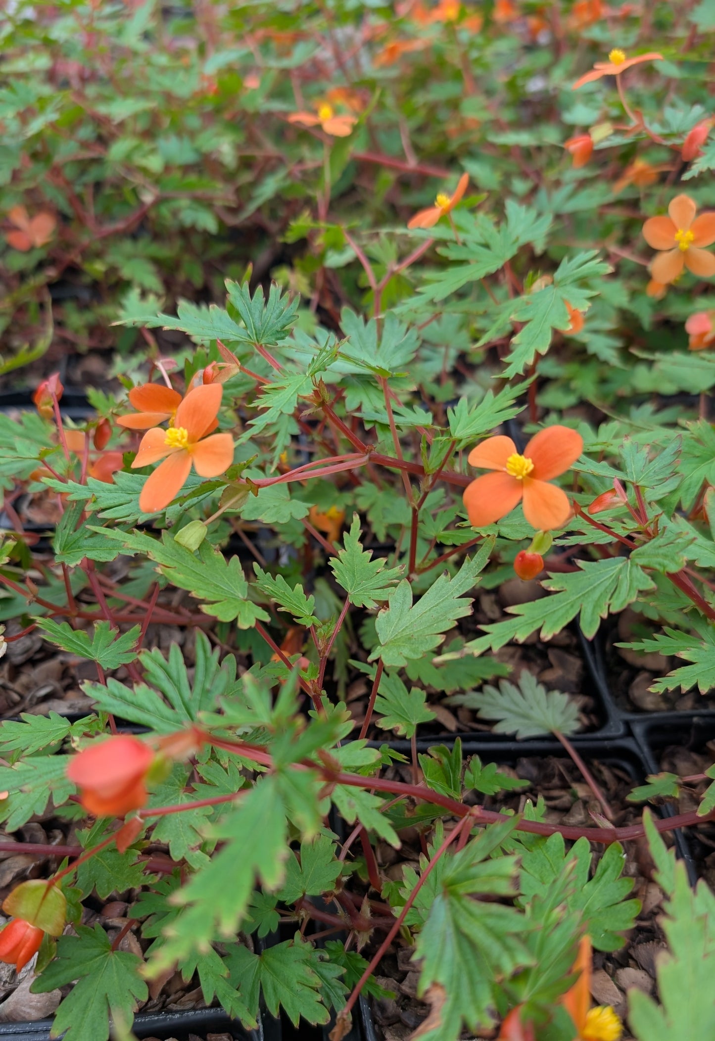 Begonia sutherlandii ‘Saunder’s Legacy’