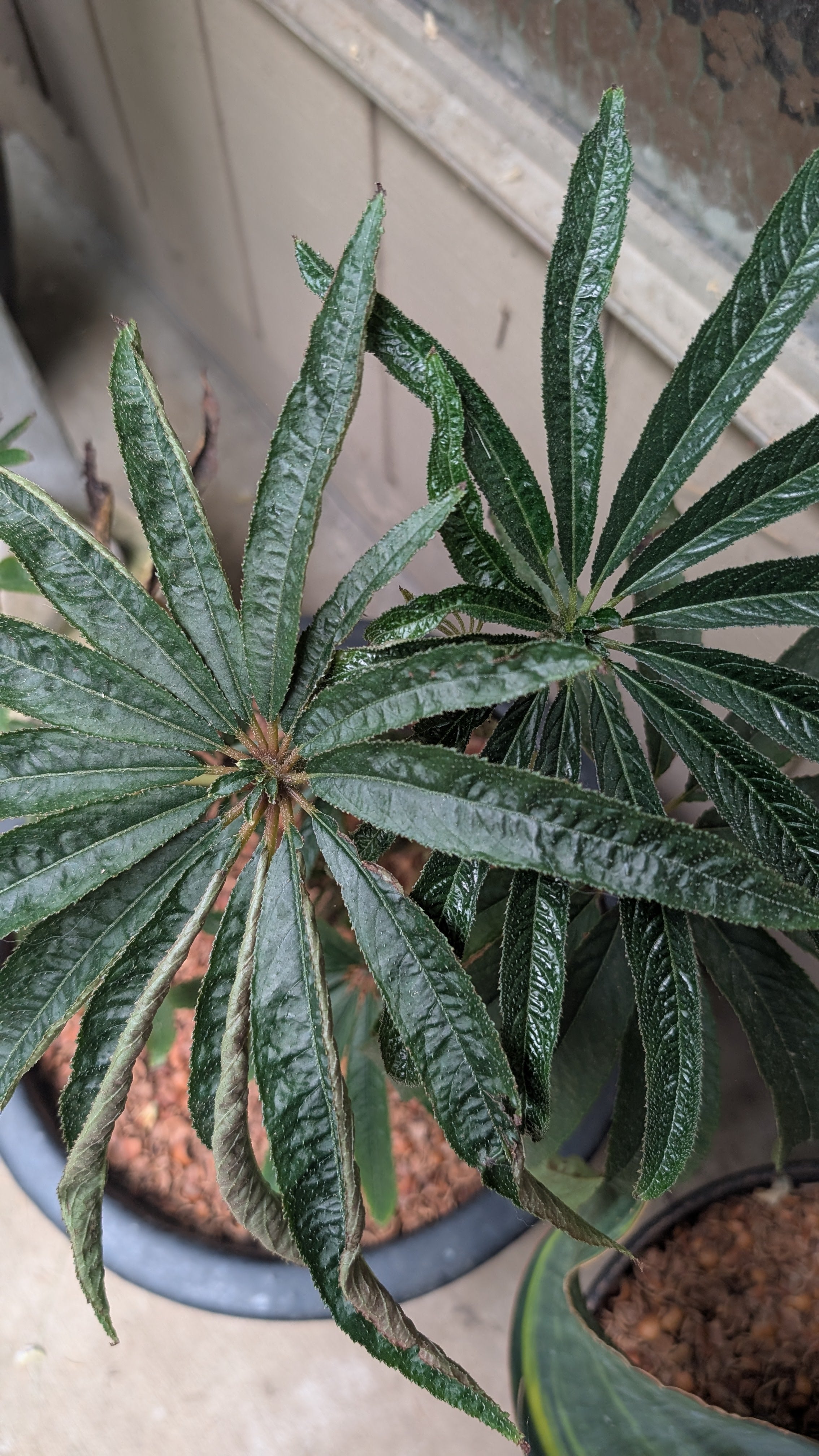 Secret Garden Growers Begonia luxurians