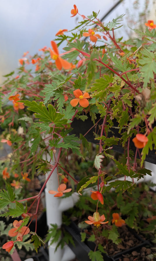 Begonia sutherlandii ‘Saunder’s Legacy’