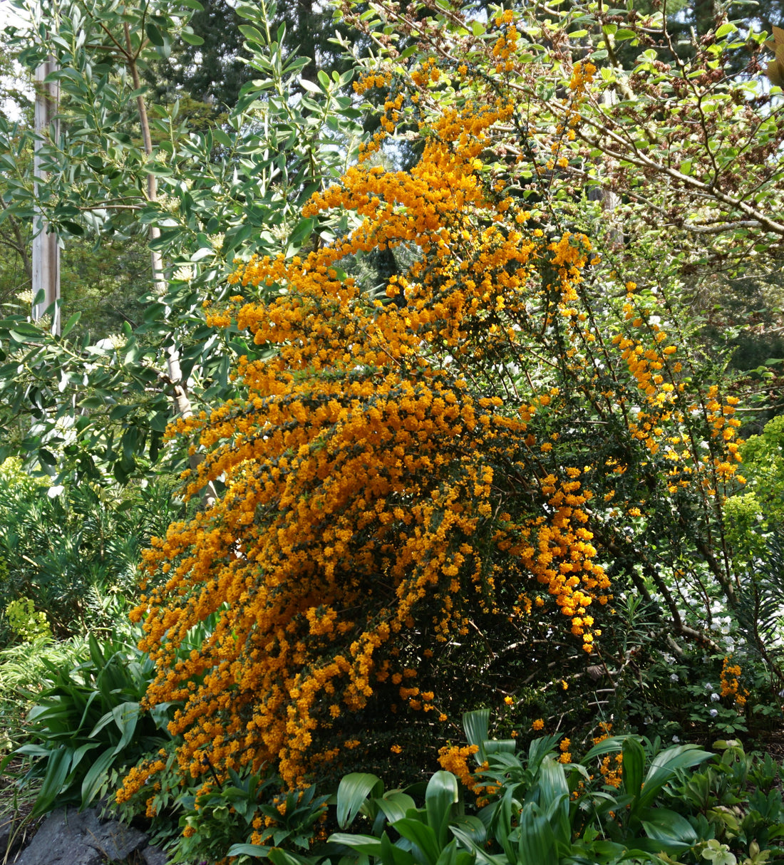 Berberis darwinii