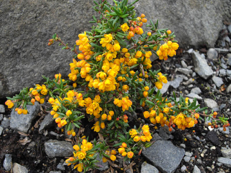 Berberis x stenophylla ‘Corallina Compacta’