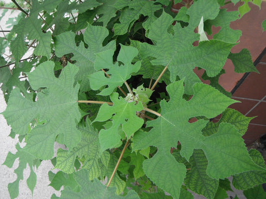 Broussonetia papyrifera