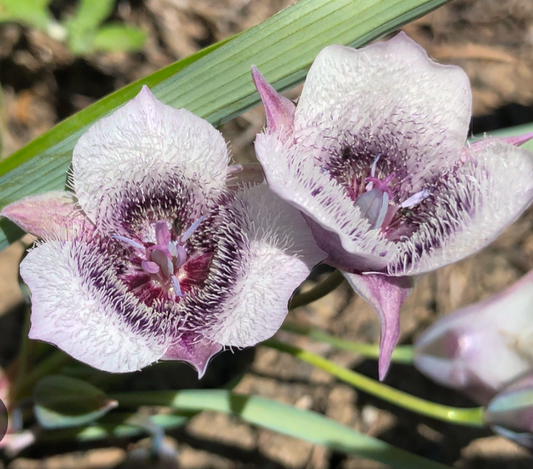 Calochortus tolmiei