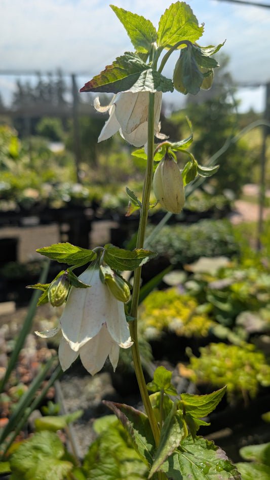 Campanula punctata 'Wedding Bells'
