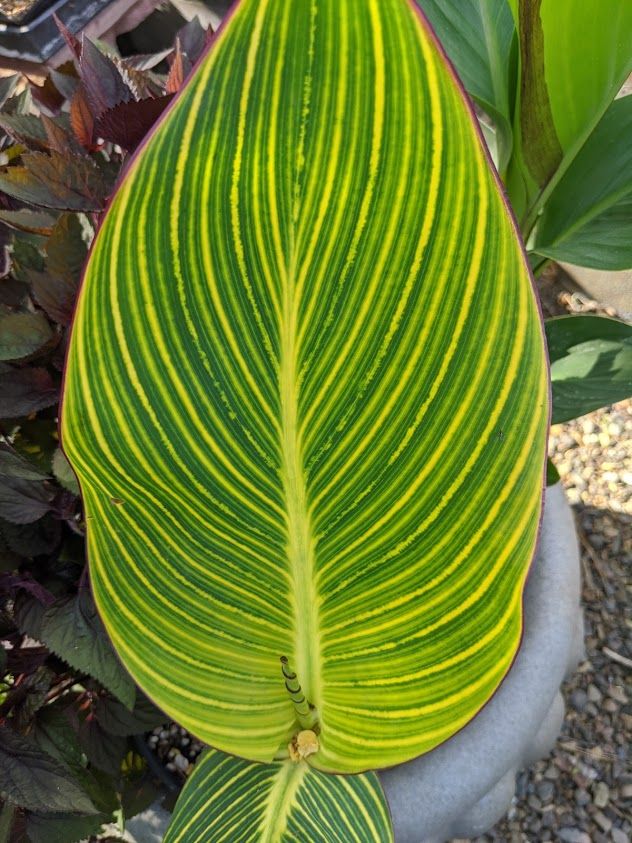 Canna ‘Pretoria’