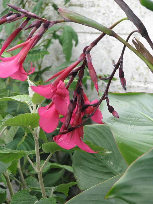 Canna x ehemanii