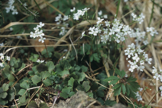 Cardamine trifolia