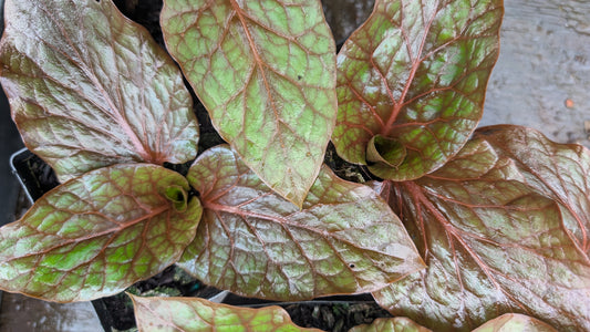 Cardiocrinum cordatum var. Glehnii