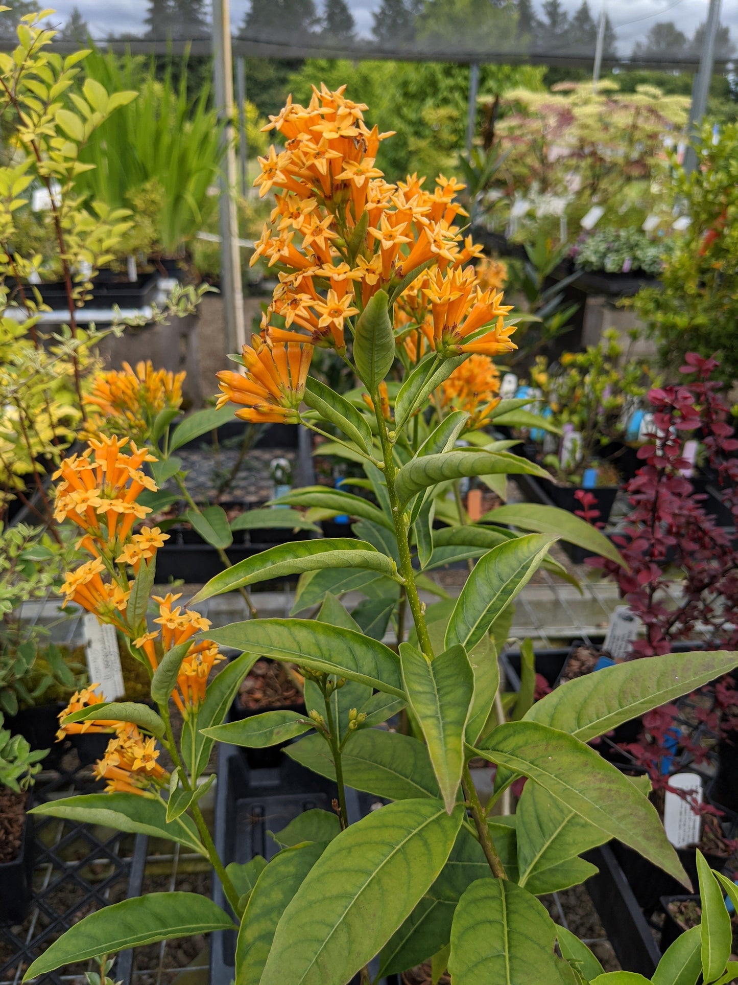 Cestrum ‘Orange Peel‘