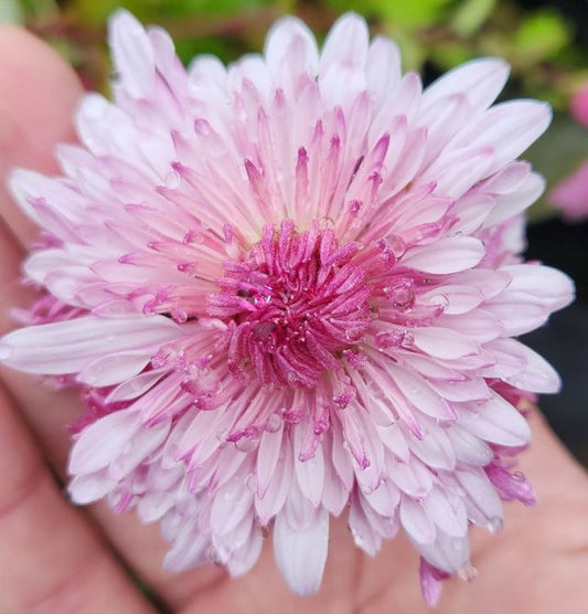 Chrysanthemum ‘Emperor of China’