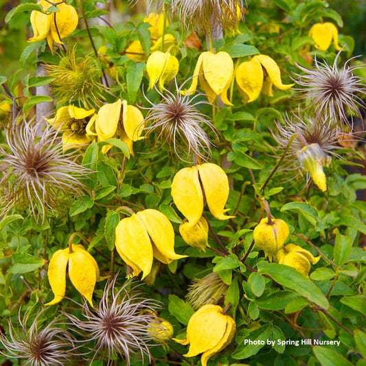 Clematis tangutica ‘Little Lemons’