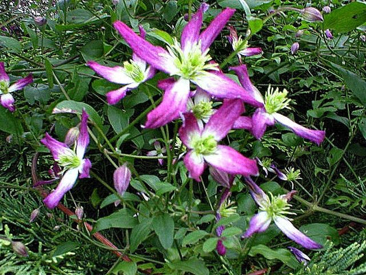 Clematis triternata ‘Rubromarginata‘