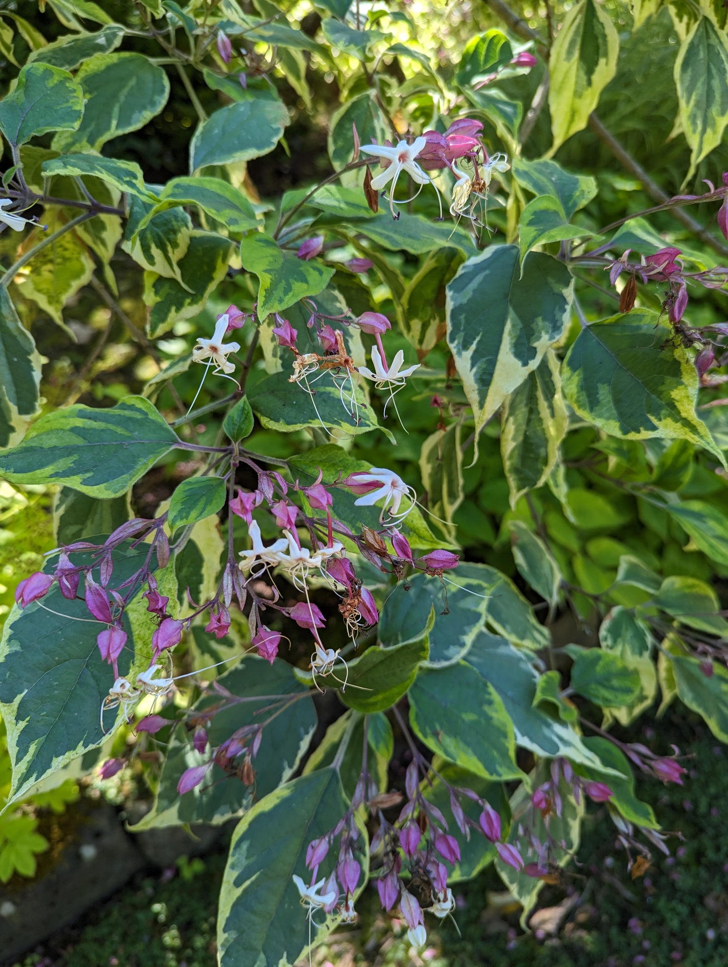 Clerodendrum trichotomum ‘Carnival’