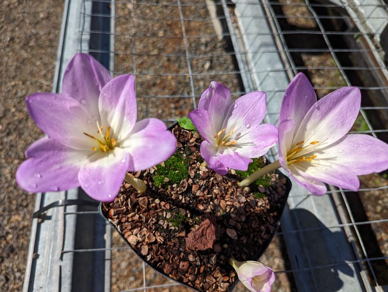 Colchicum autumnale ‘Major’