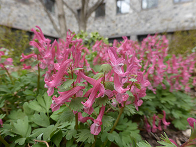 Corydalis solida 'Beth Evans'