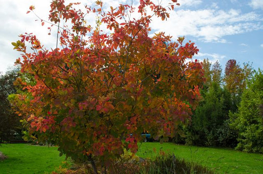 Cottinus ‘Grace’