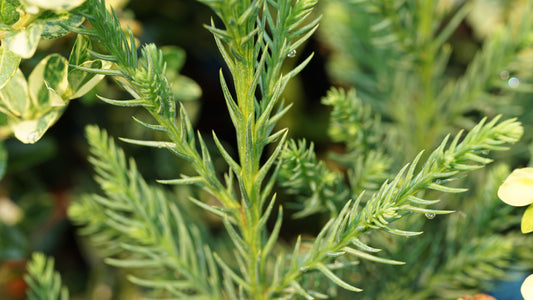 Cryptomeria japonica ‘Black Dragon’