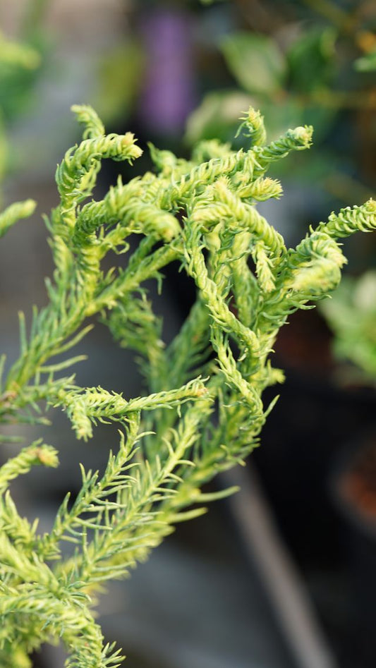 Cryptomeria japonica ‘Spiraliter Falcata'