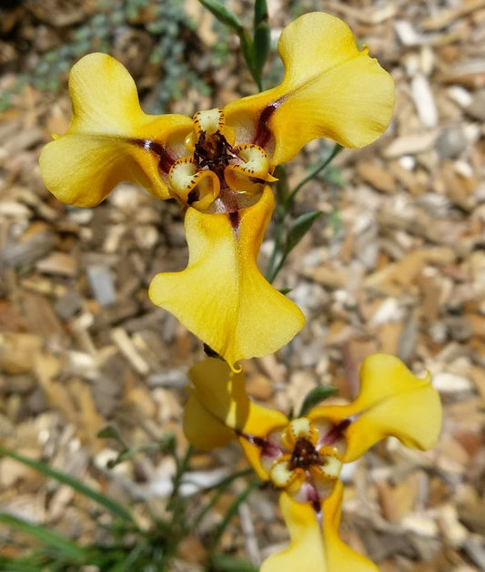 Cypella herbertii ‘Castillo’